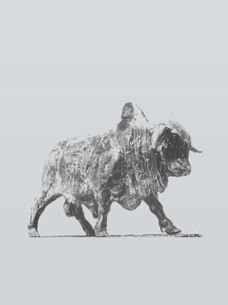 Afrikaner Bull