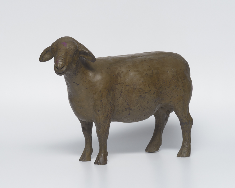 Merino Ewe